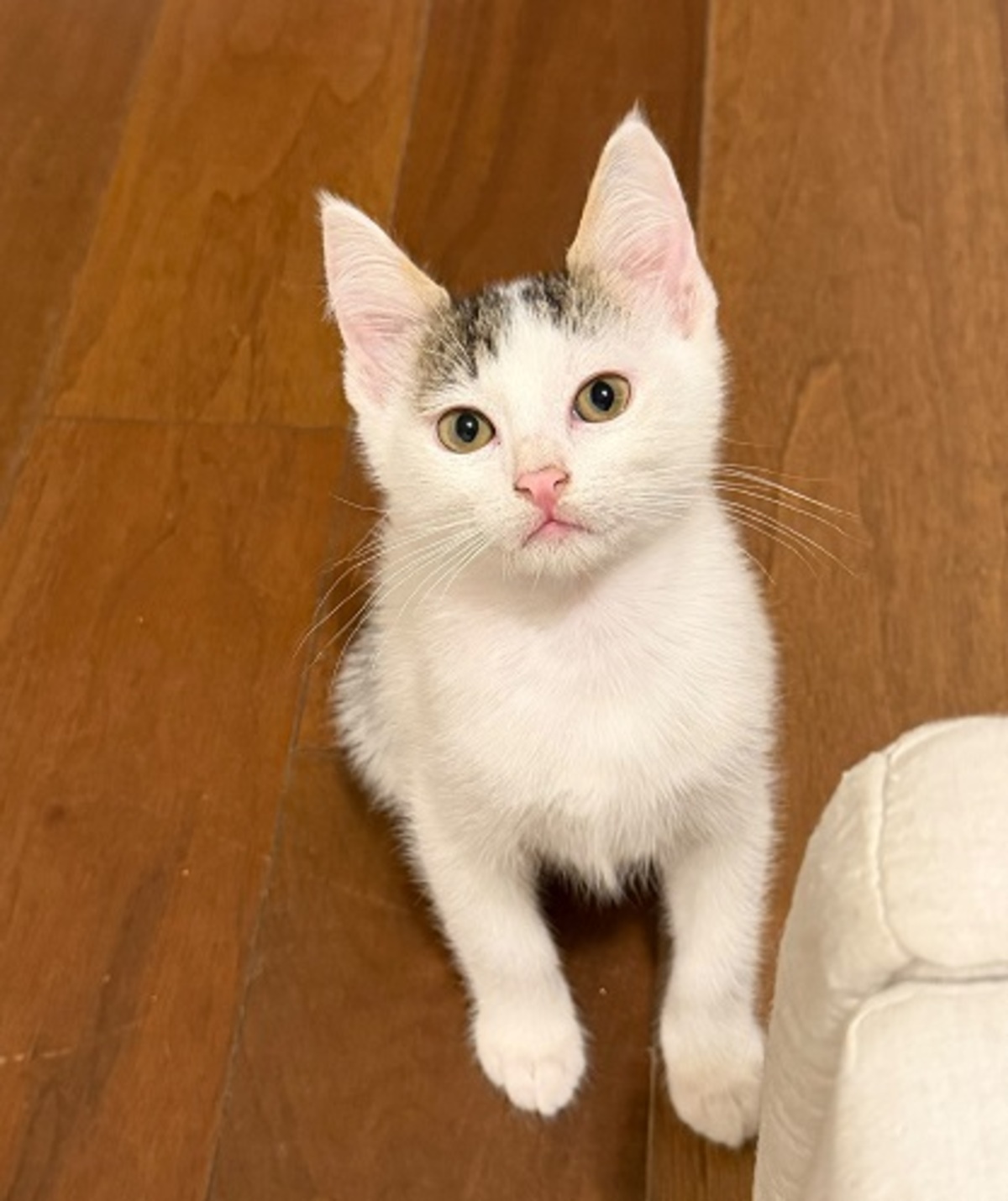 Adoption Milo