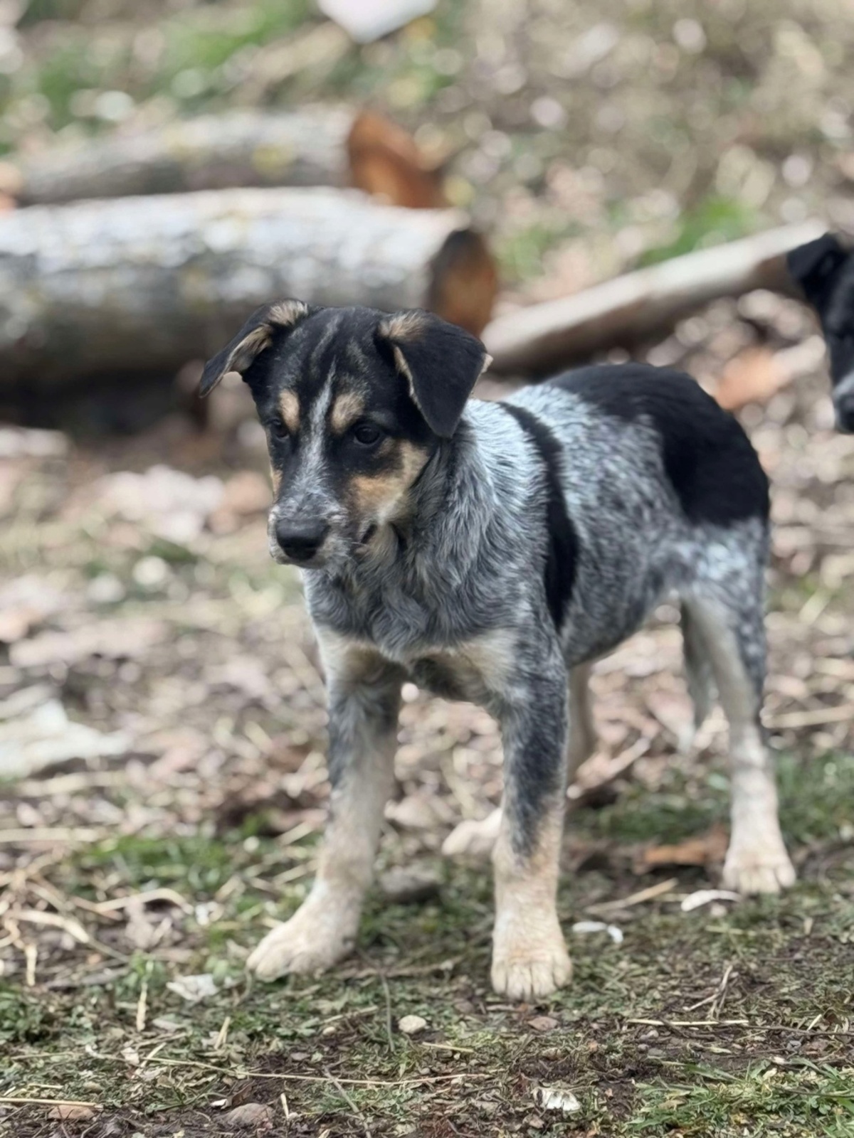Adoption Prume