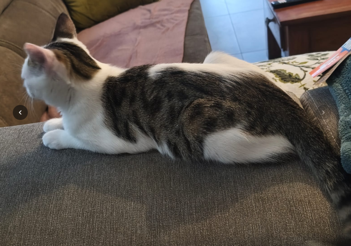 Adoption Peluche