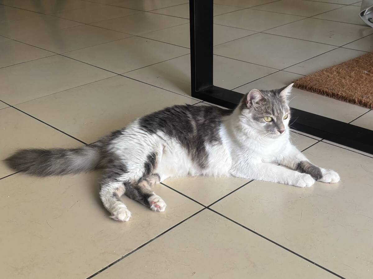 Adoption Duchesse 