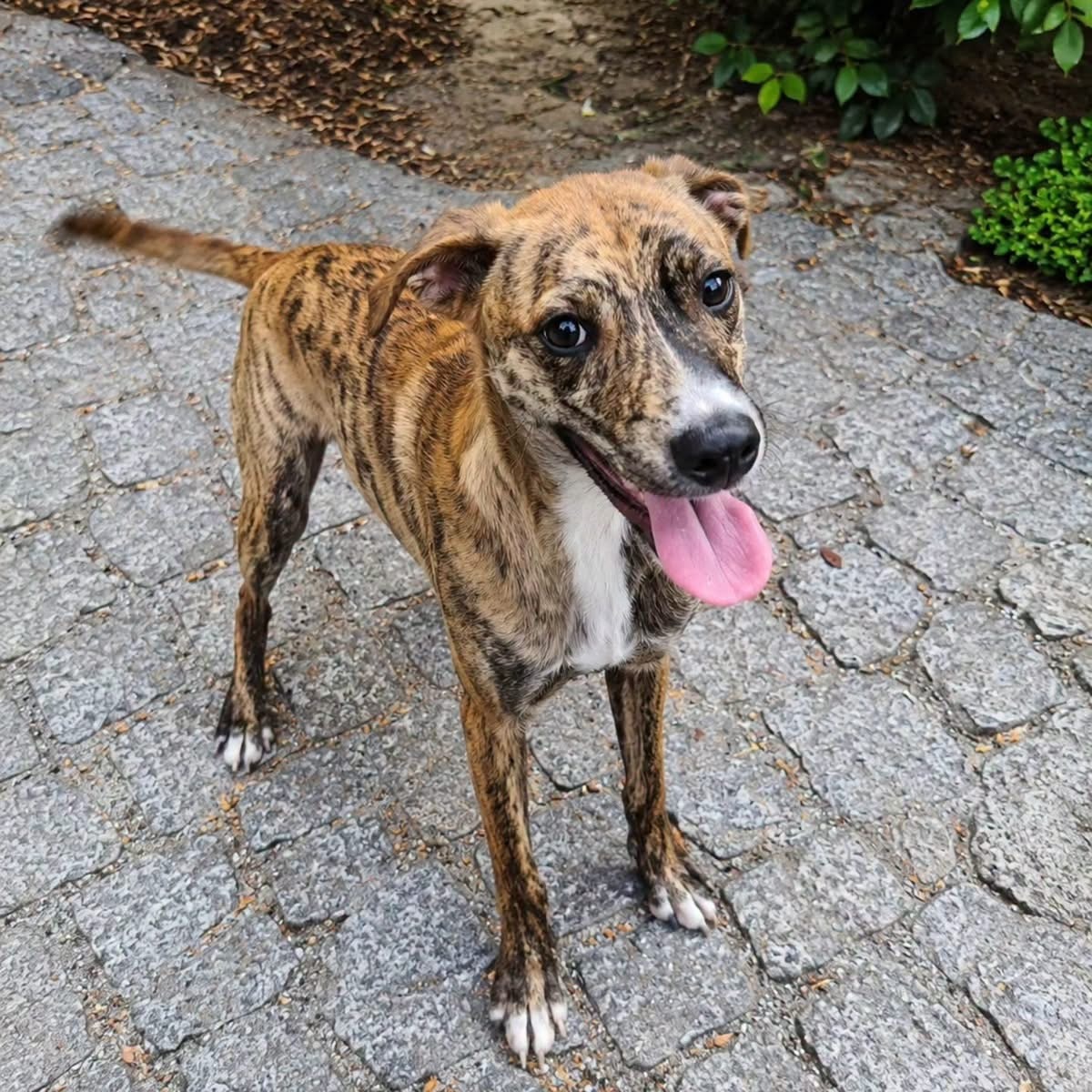 Adoption Teddy