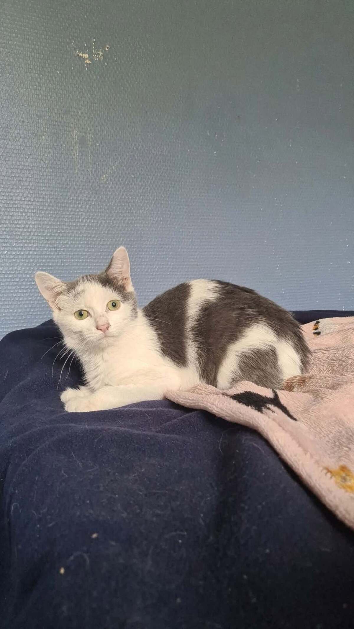 Adoption Calimero