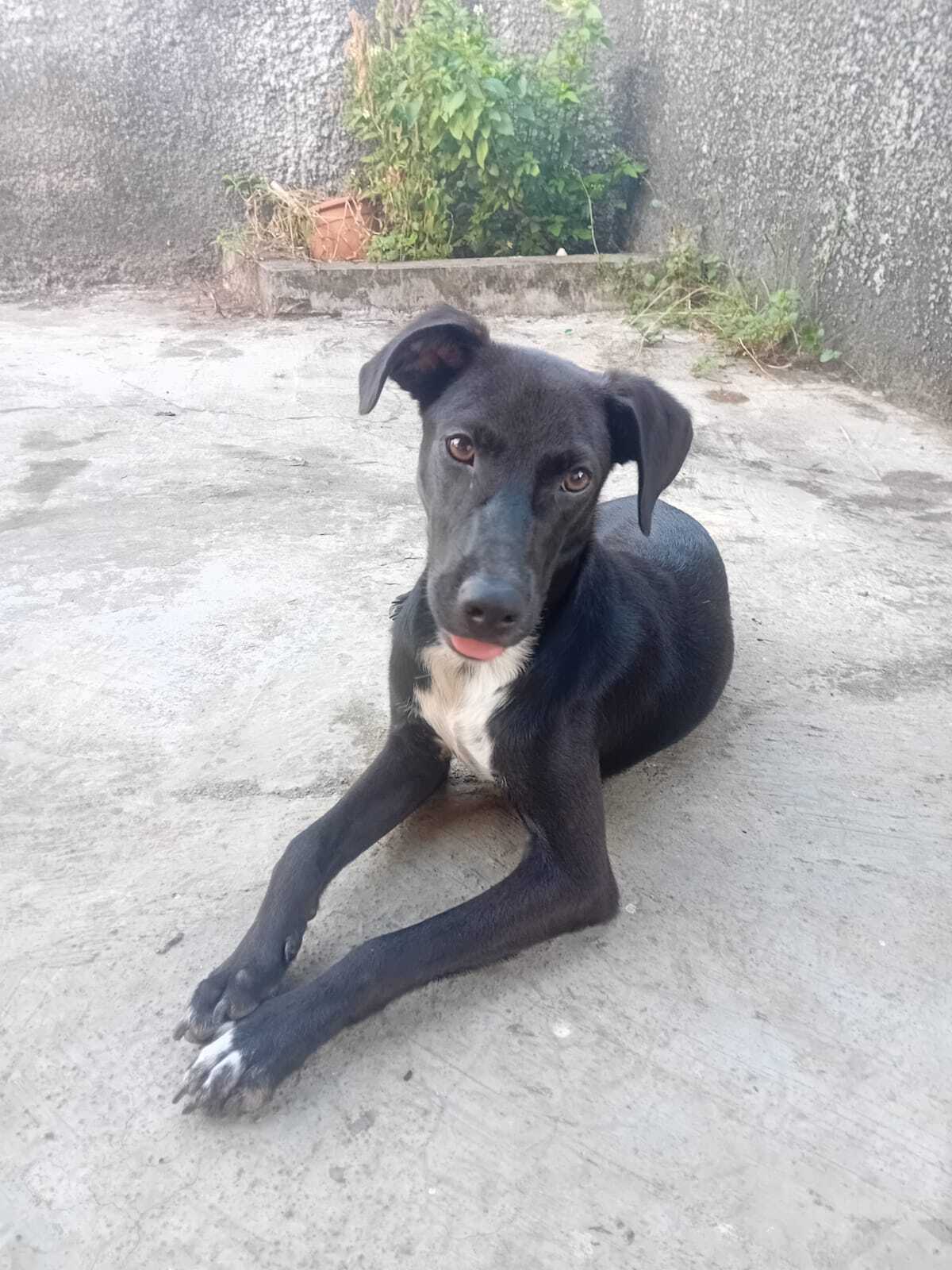 Adoption Cheeky