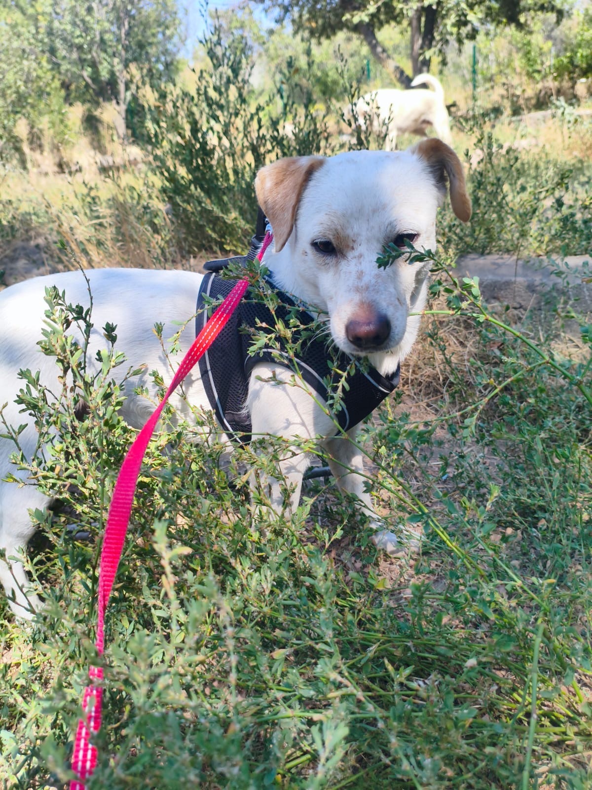 Adoption HARRY, de Ukraine