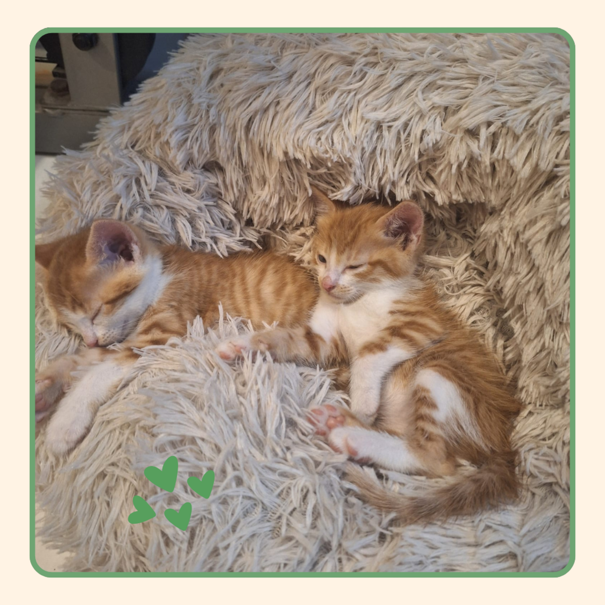 Adoption Ivar