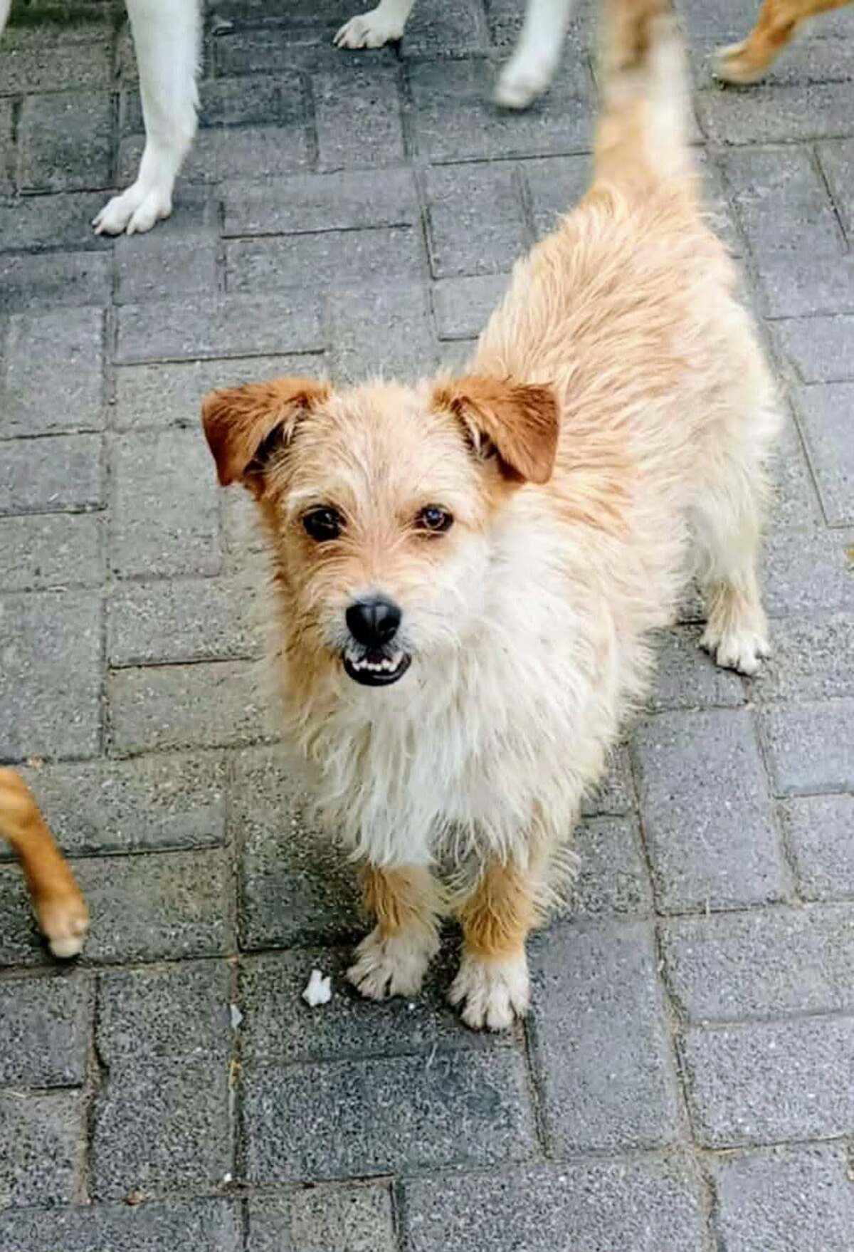 Adoption Amos