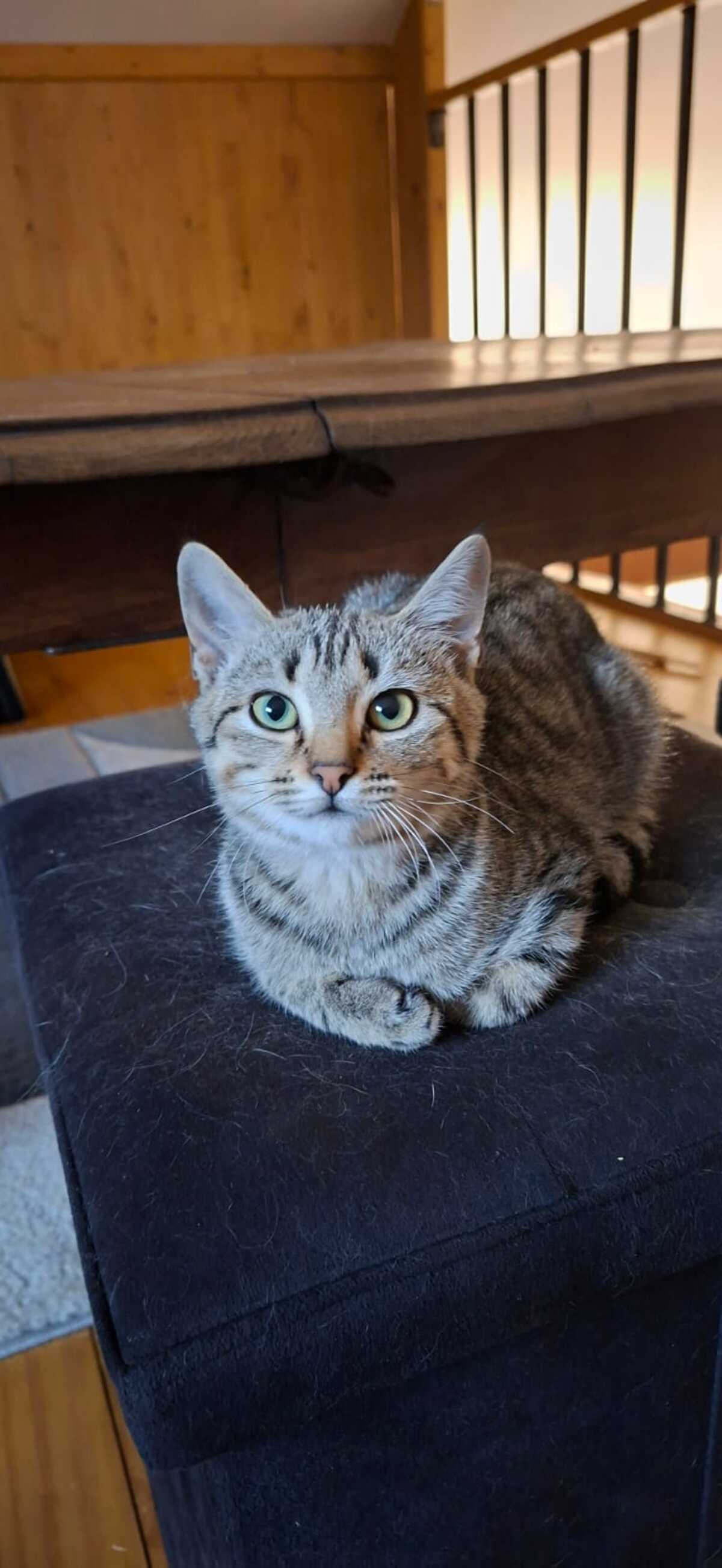Adoption Bellone