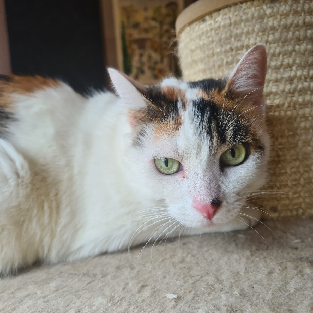Adoption Astrid 