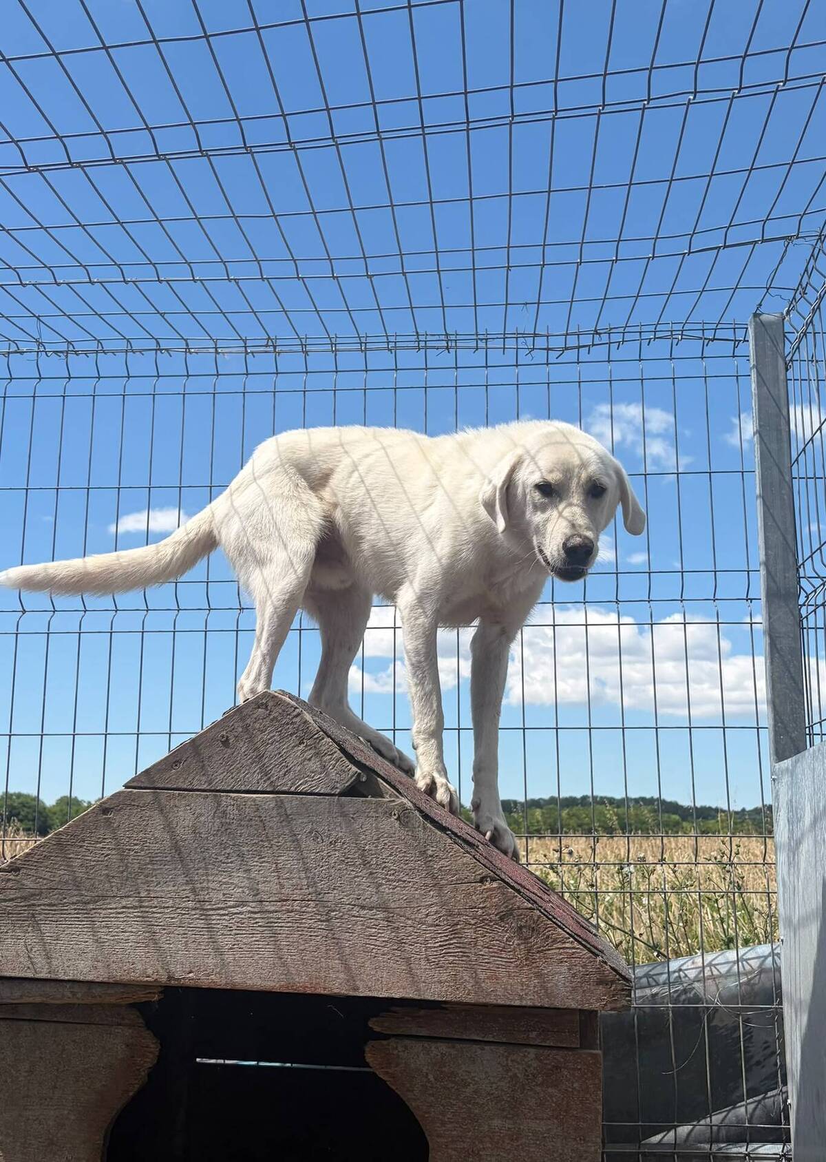 Adoption Marley