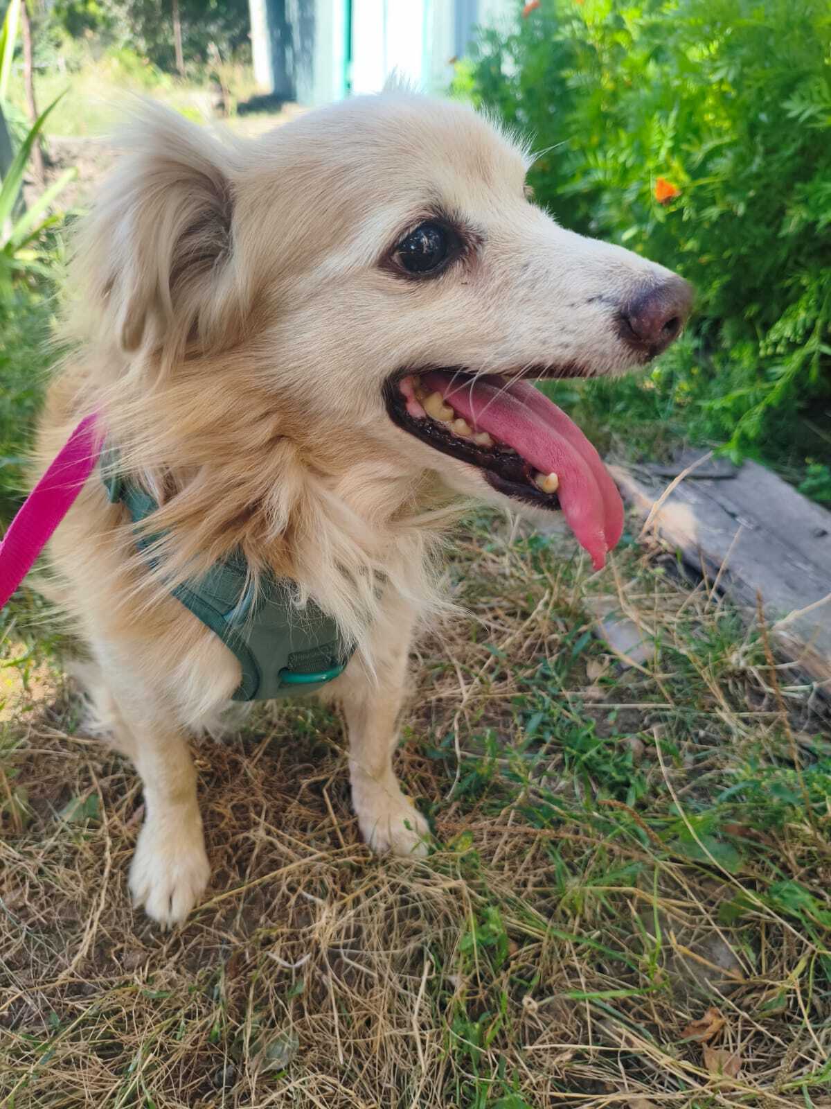 Adoption Krokha