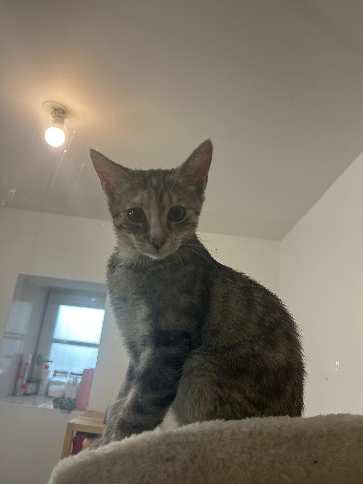 Adoption Mia