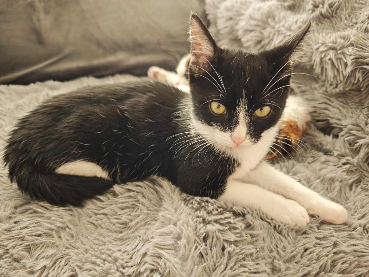 Adoption Nox