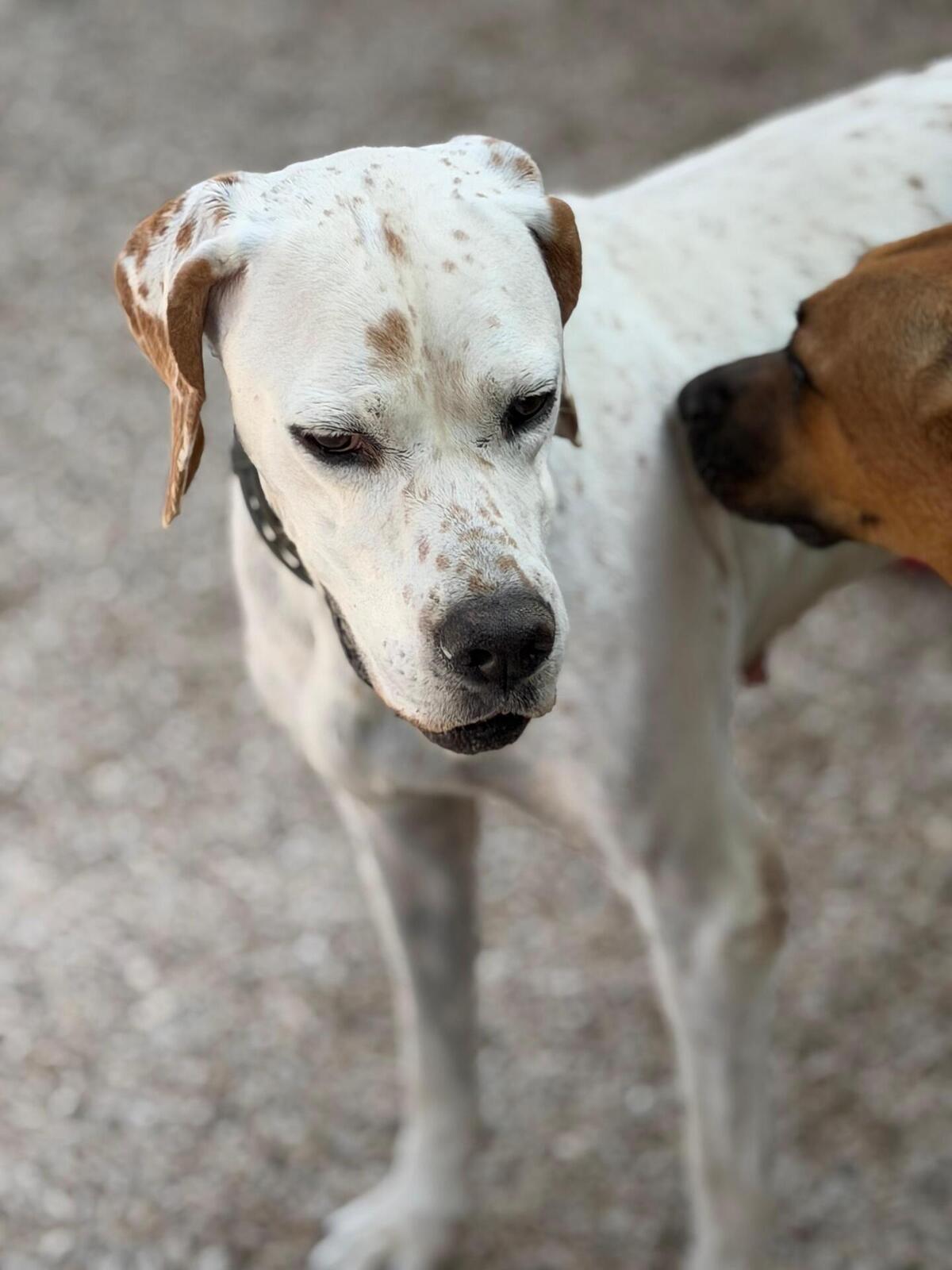 Adoption Blanquita