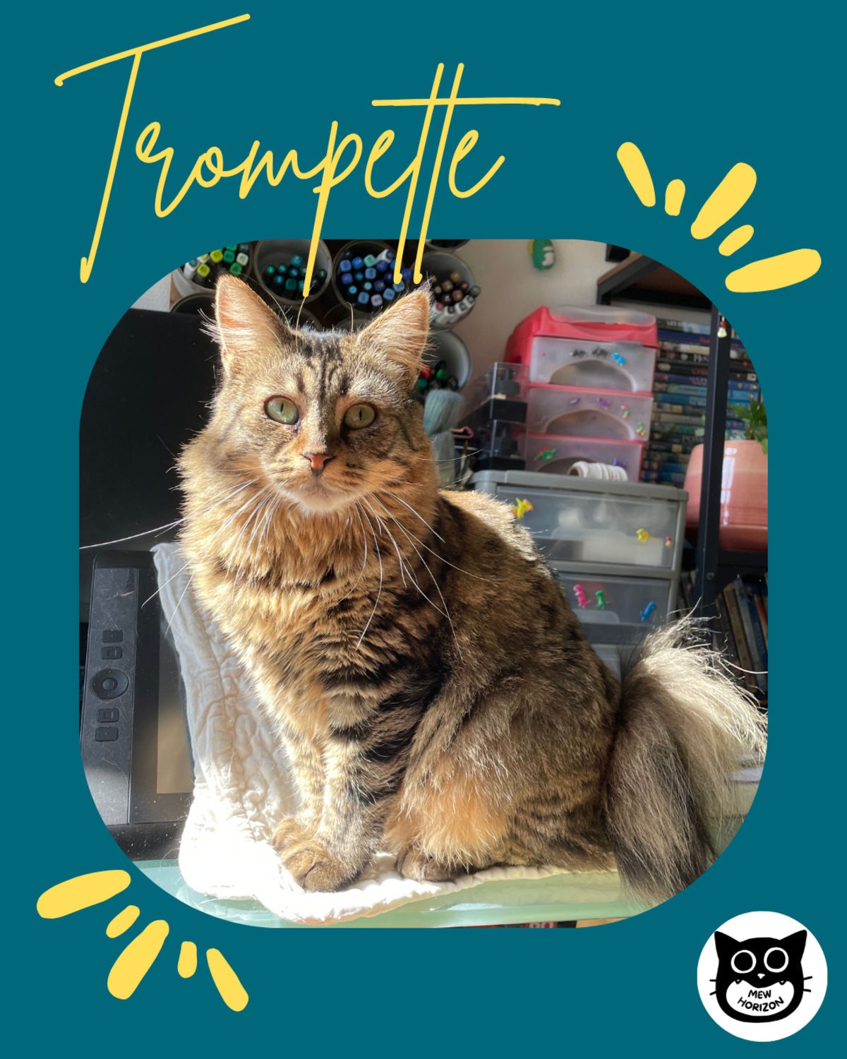 Adoption Trompette