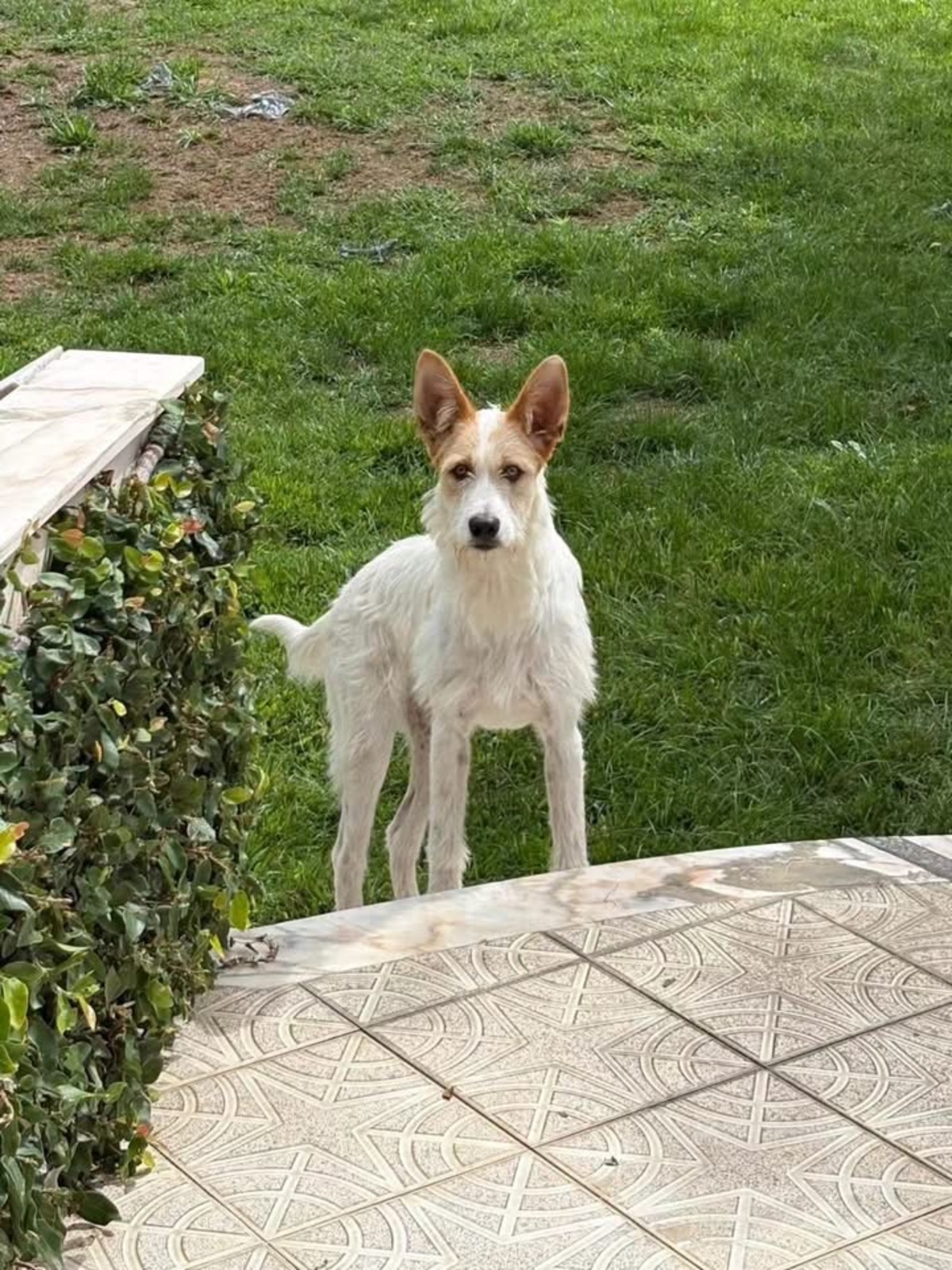 Adoption Lotus