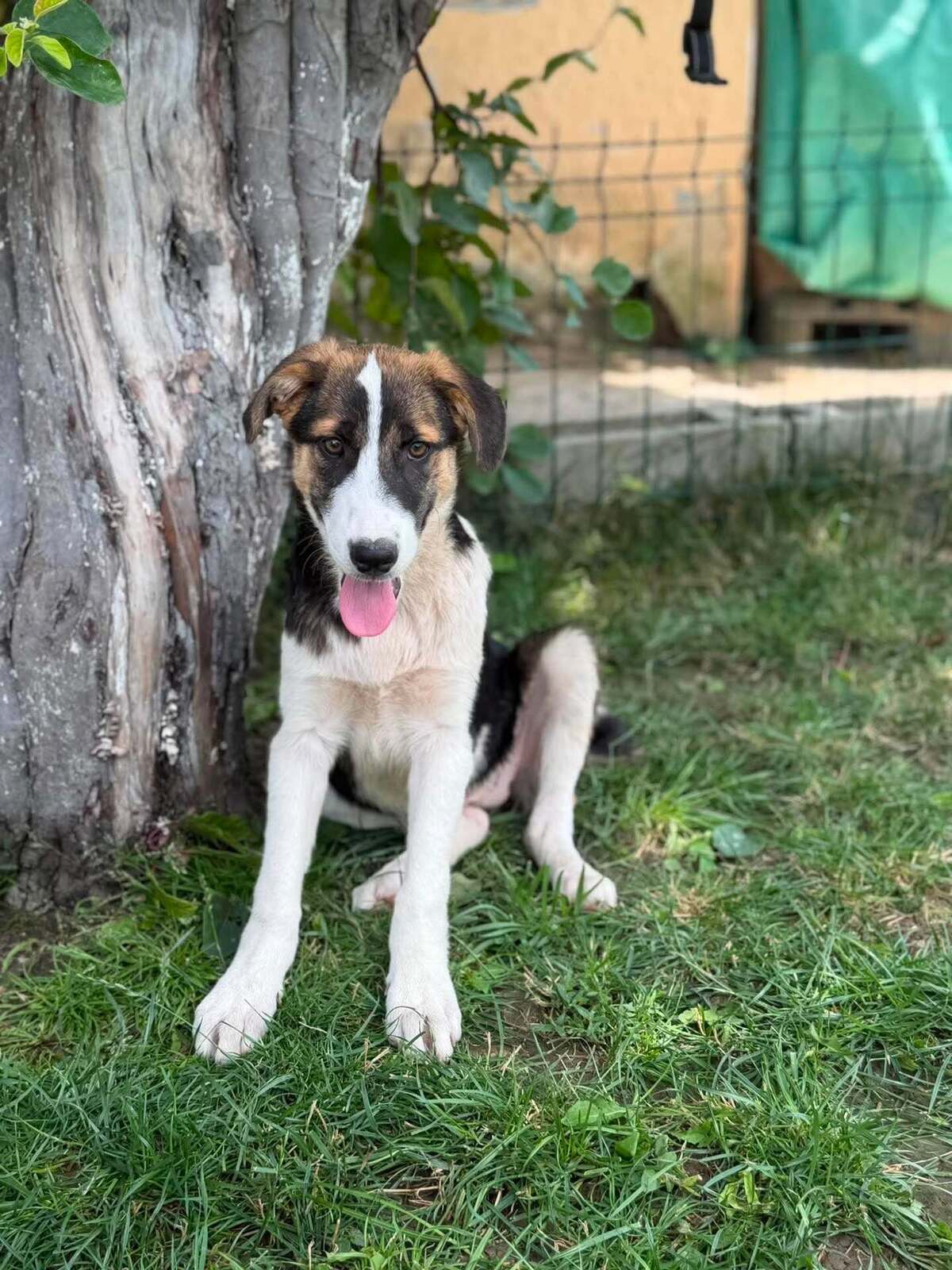 Adoption CAMELIA