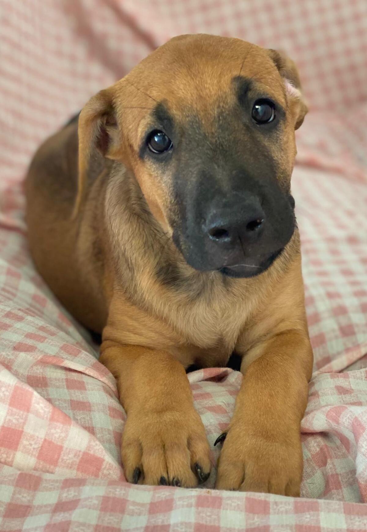 Adoption Libia