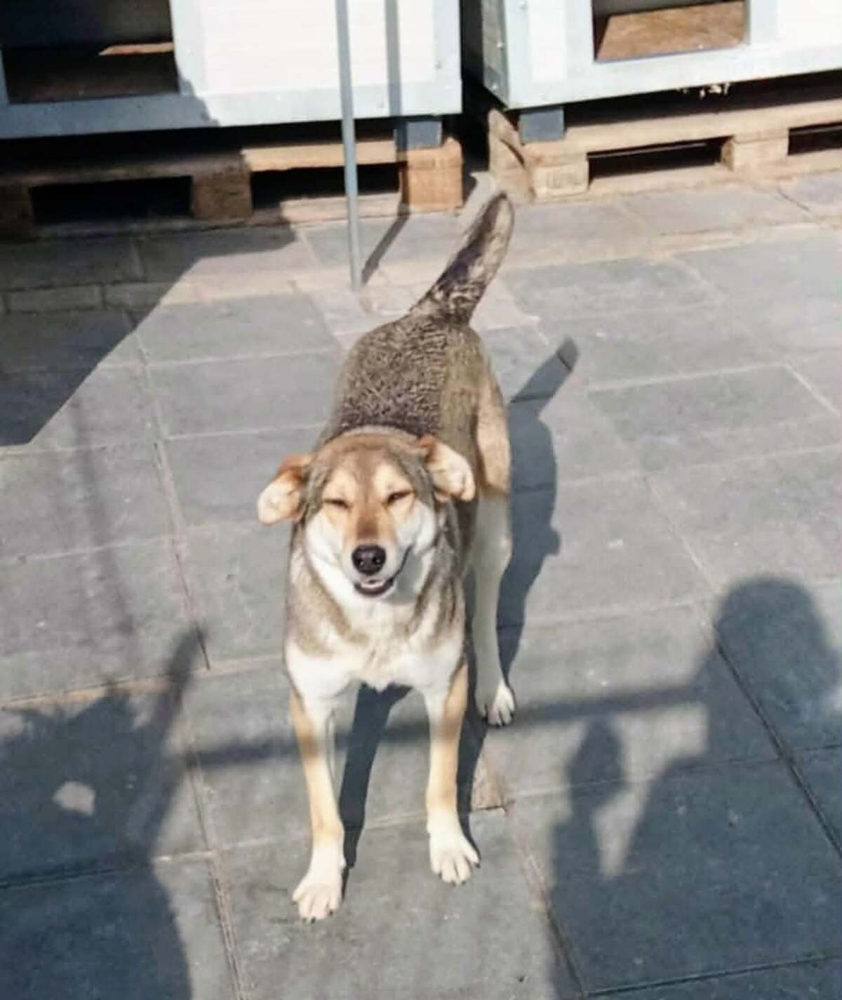 Adoption Diane