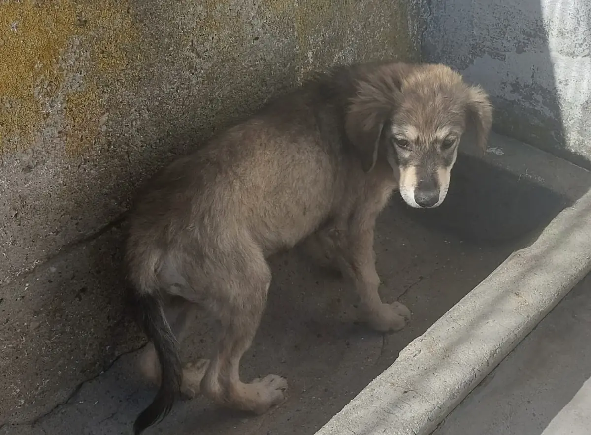 Adoption Ulysse