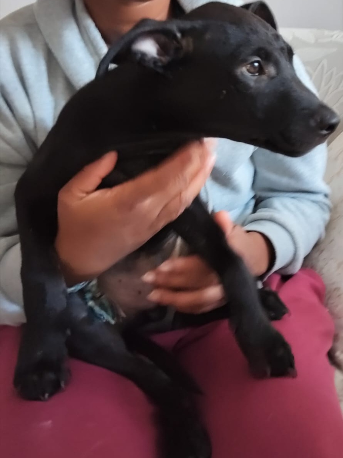 Adoption Fuego