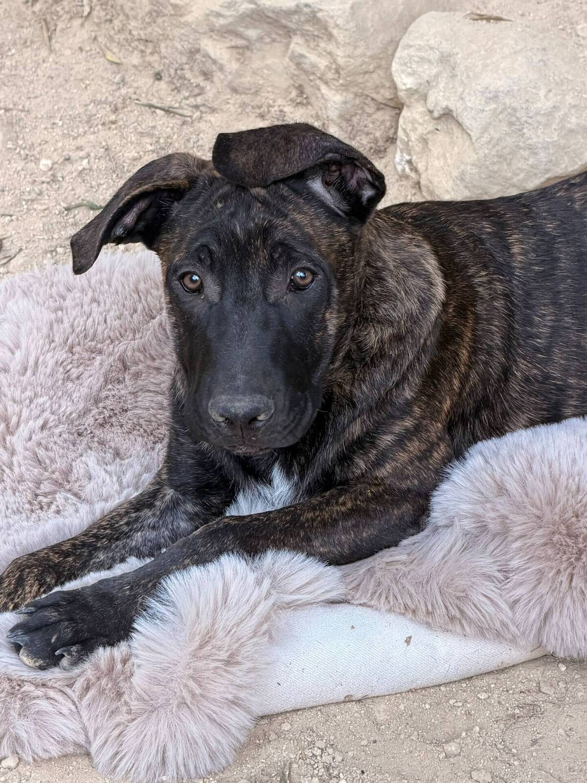 Adoption Billy Djin