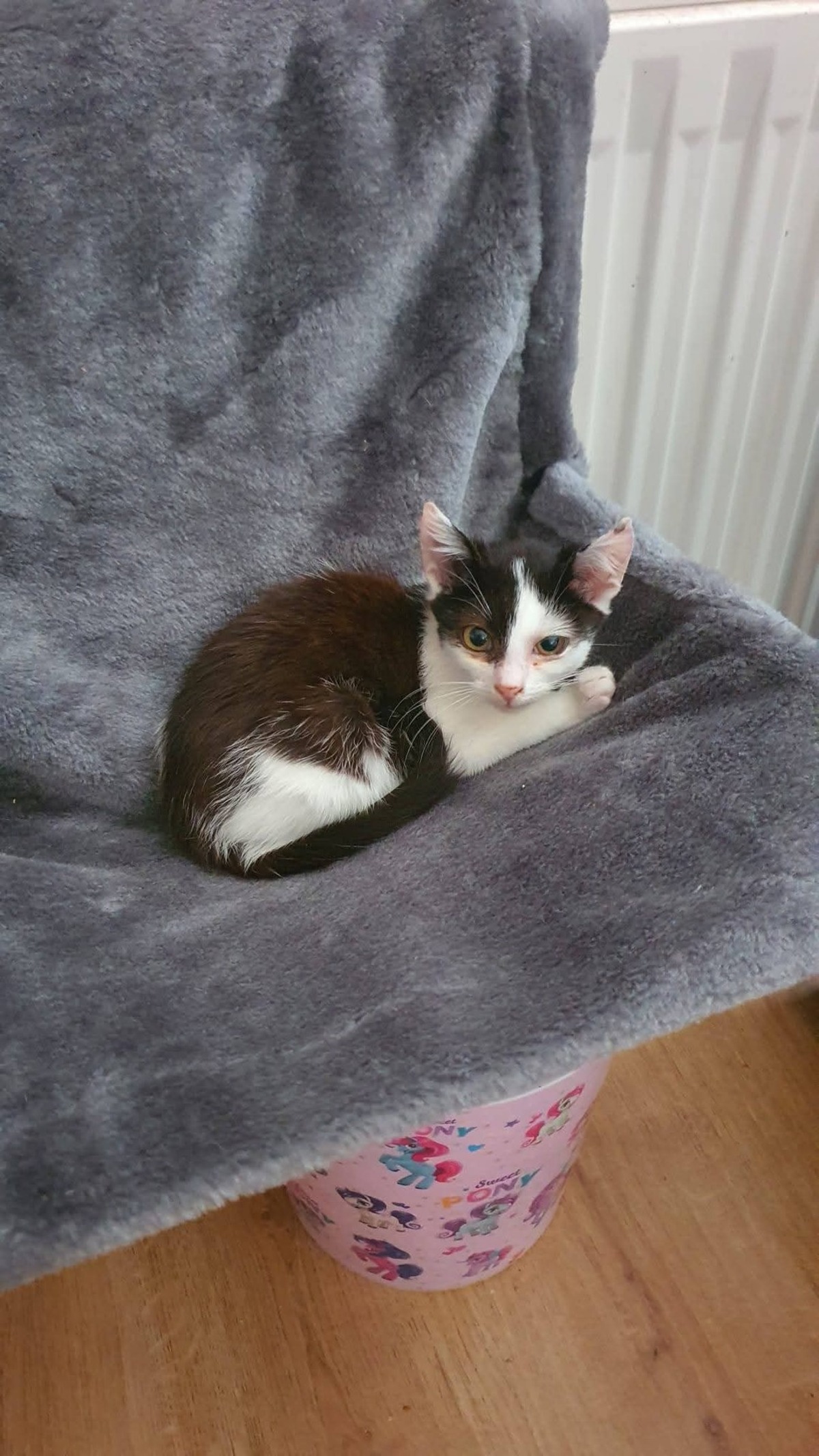 Adoption Chazou
