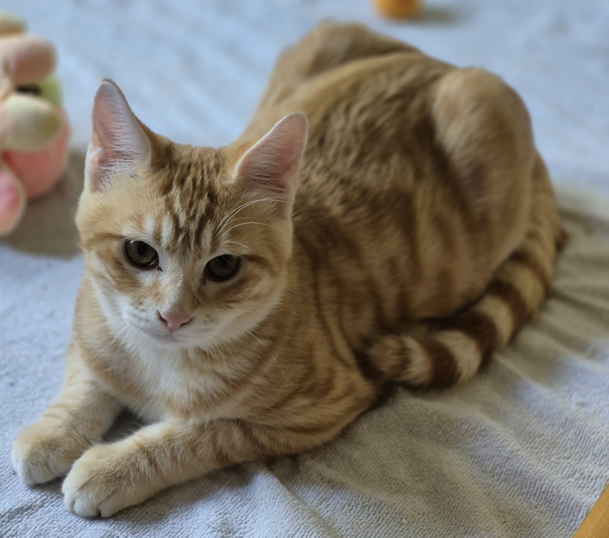 Adoption Benji