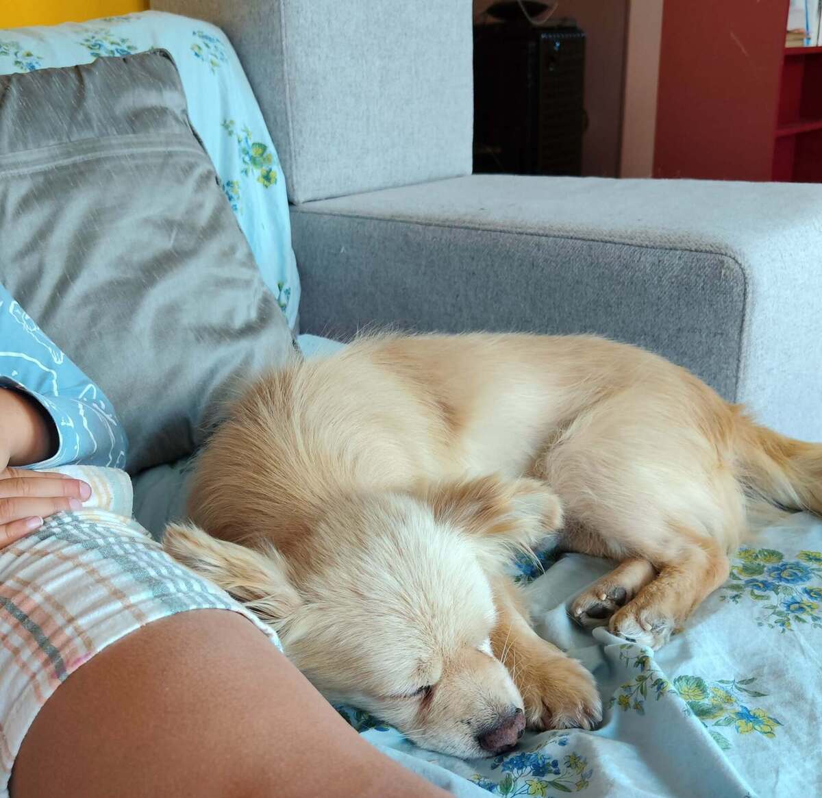Adoption Titi