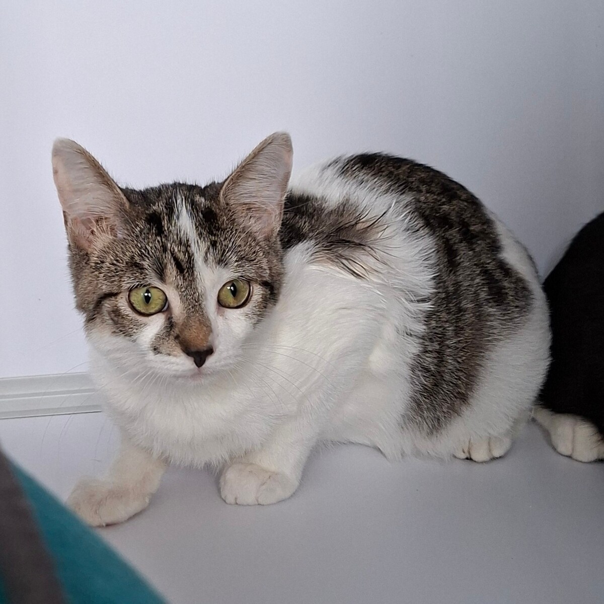 Adoption BLOSSOM