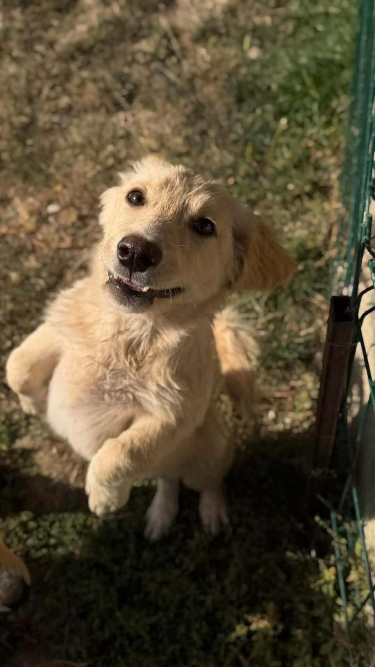 Adoption Rooney