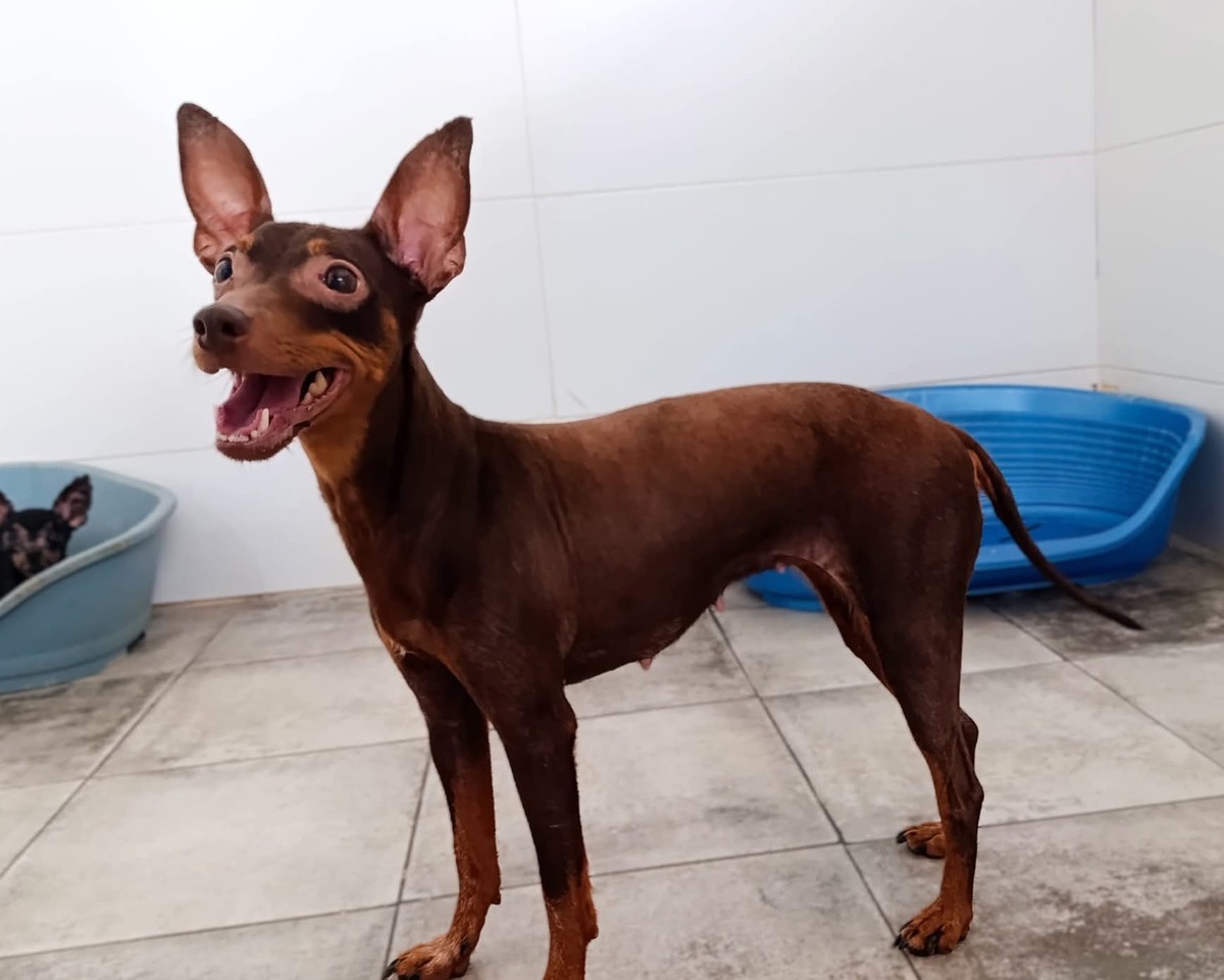 Adoption CANELA