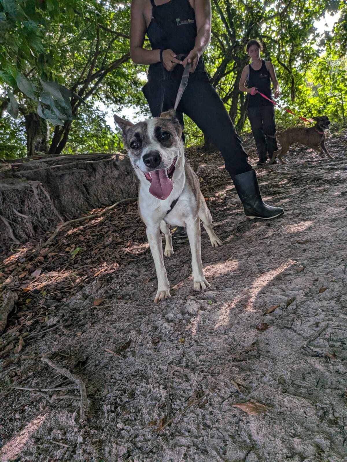 Adoption Aydat