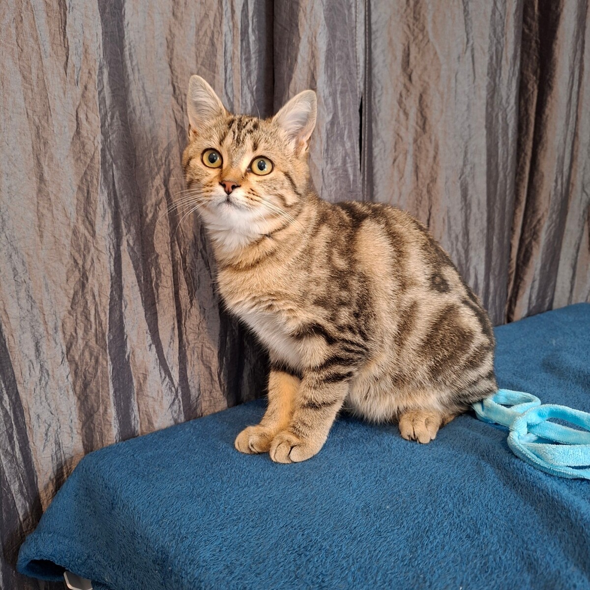 Adoption Mina
