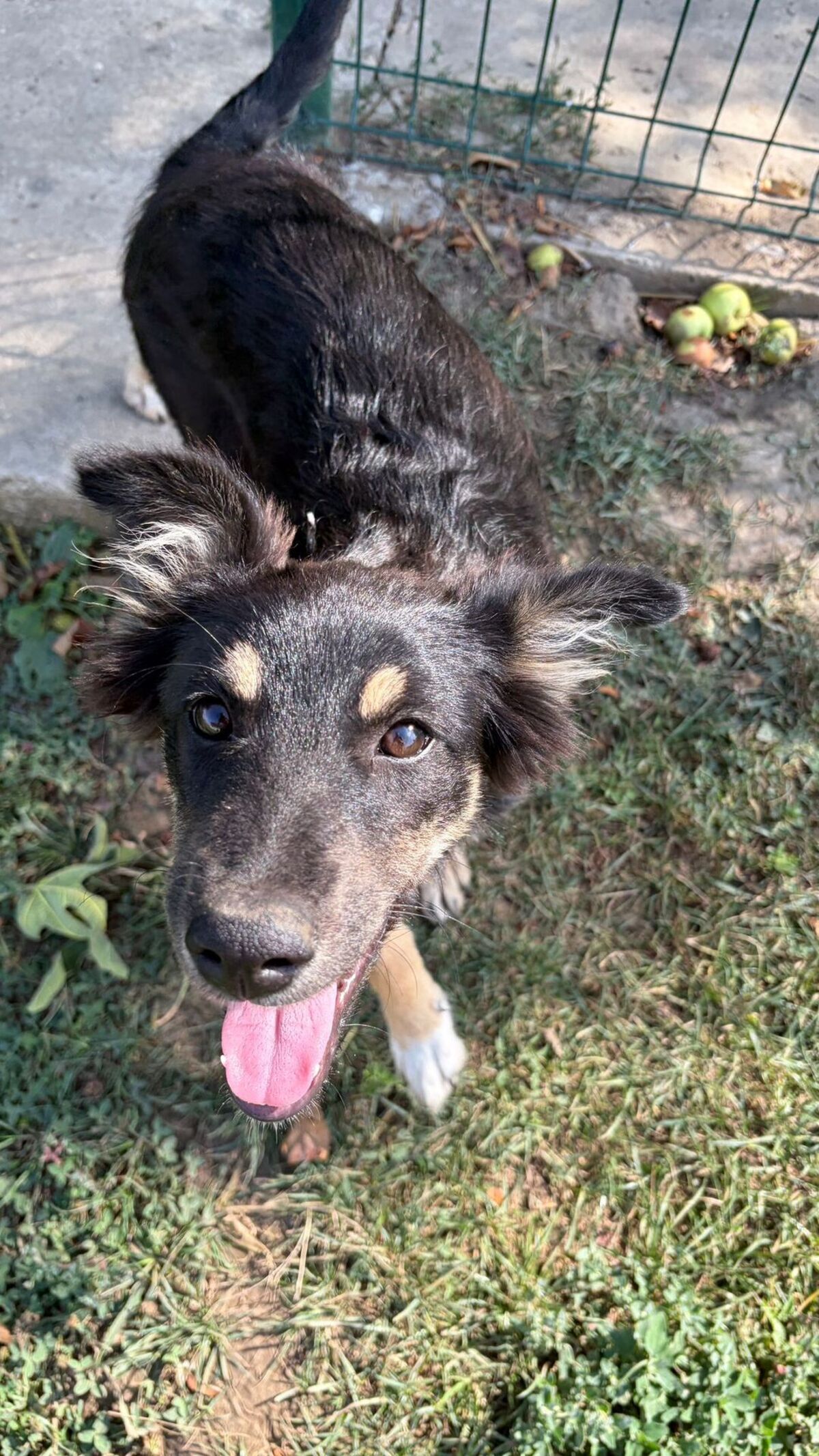 Adoption Lilly