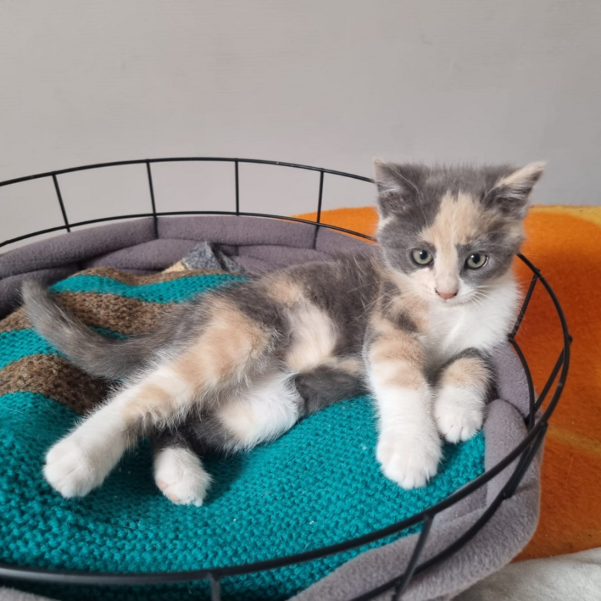 Adoption Bulle