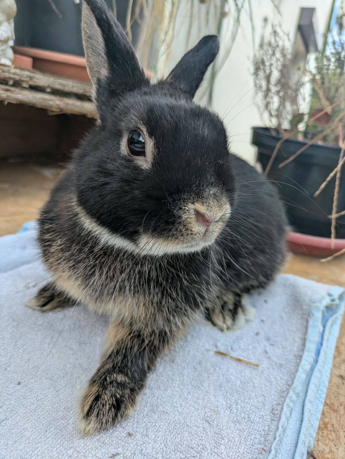 Adoption Nox