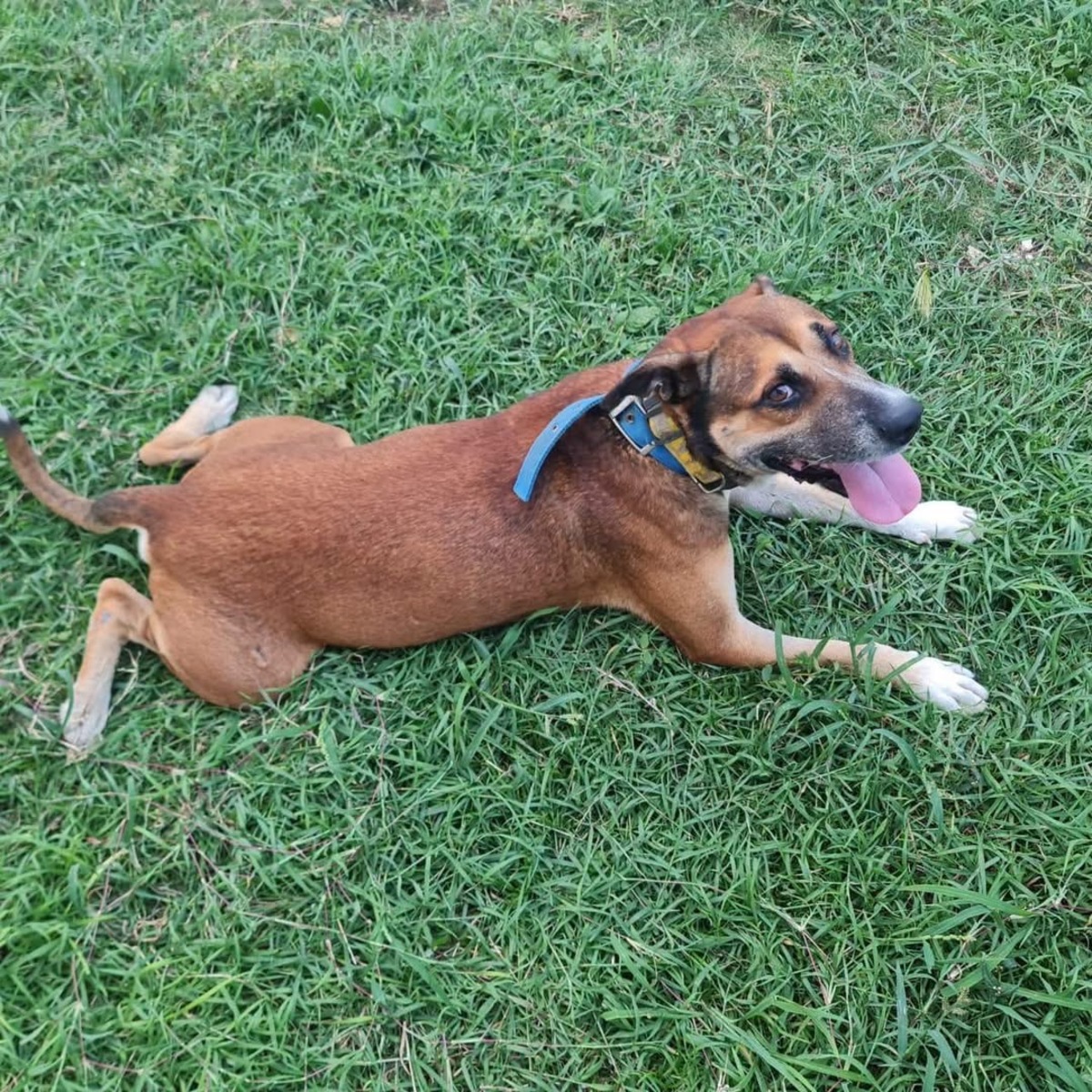 Adoption Babar