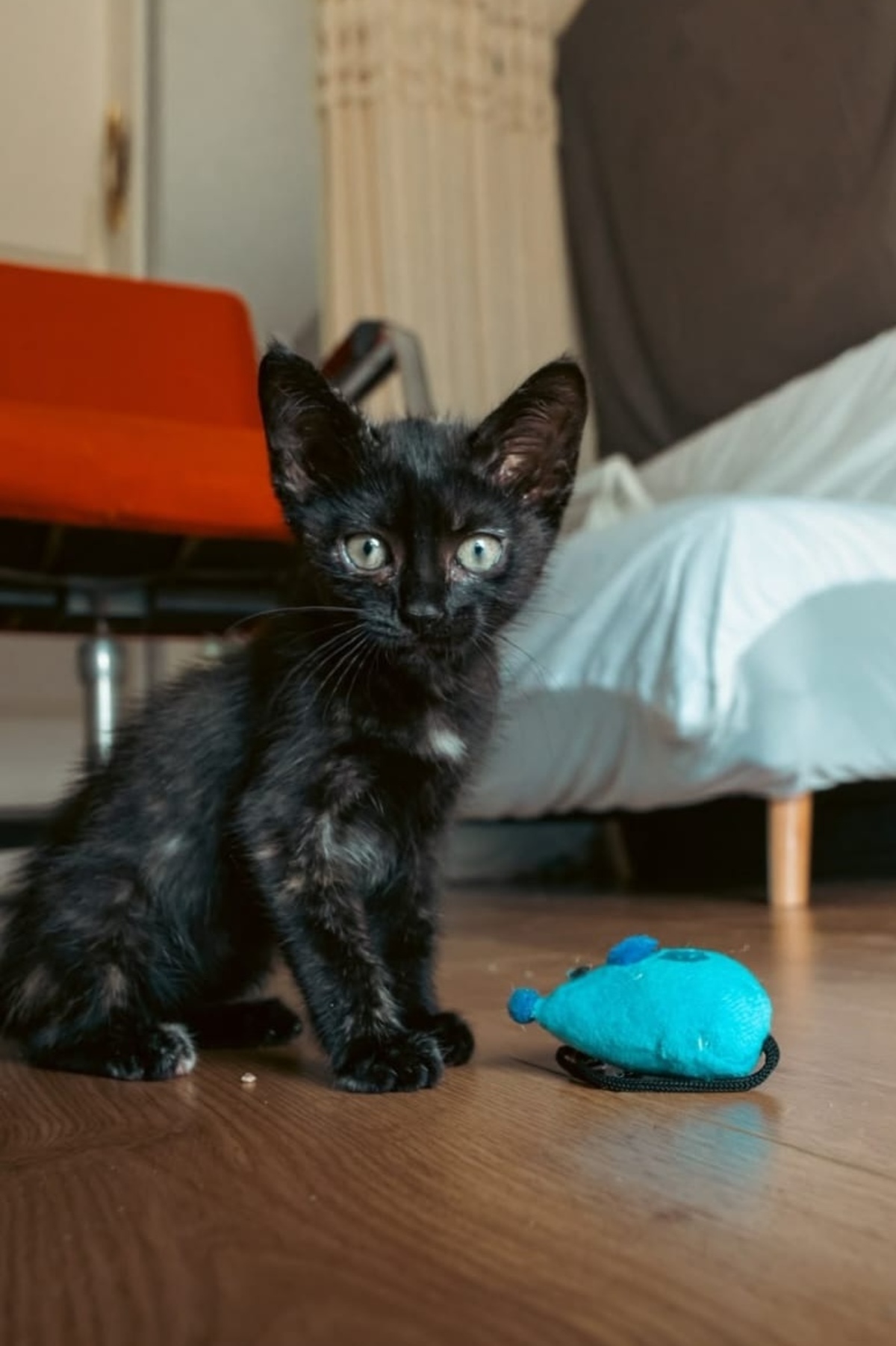 Adoption HENRIETTE