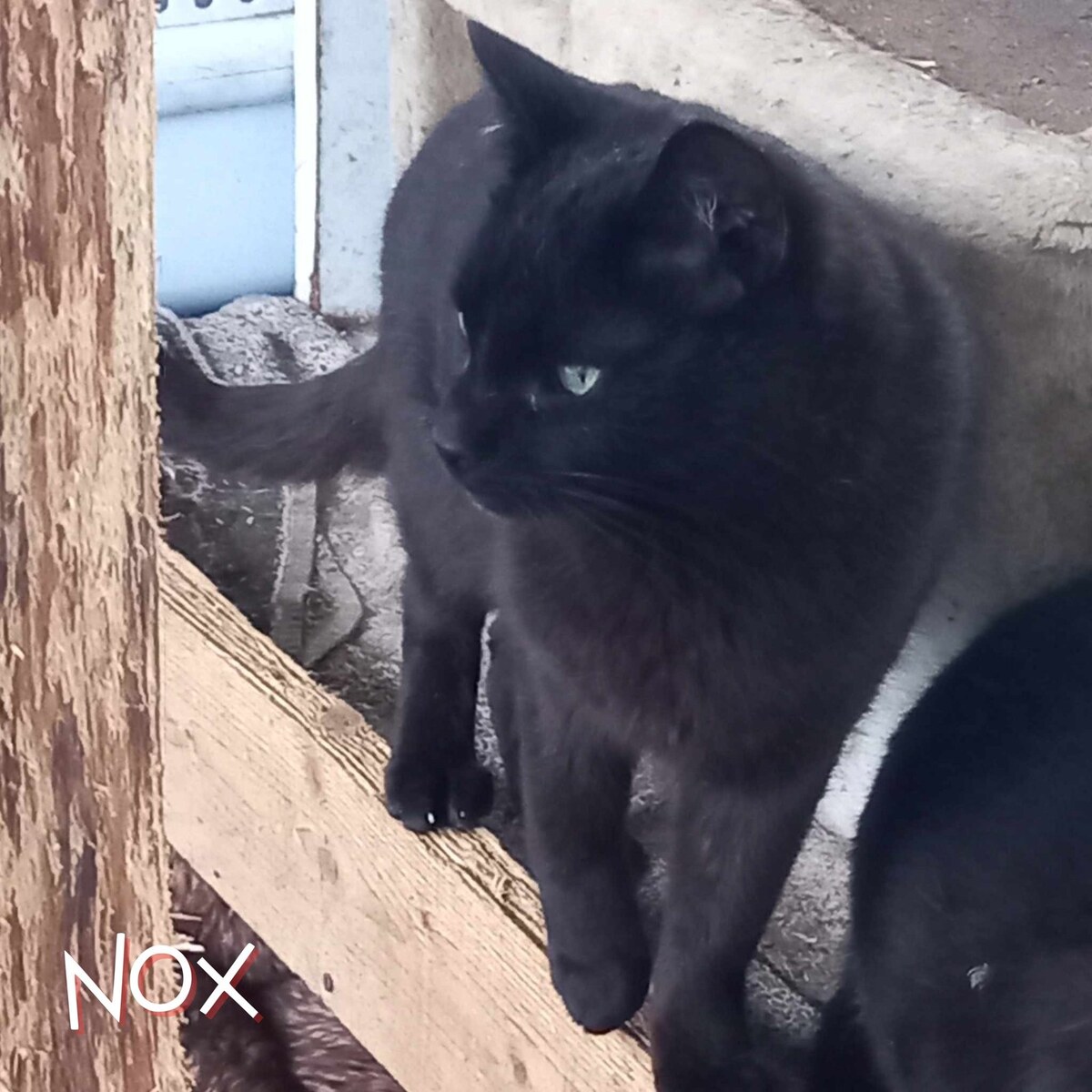 Adoption Nox