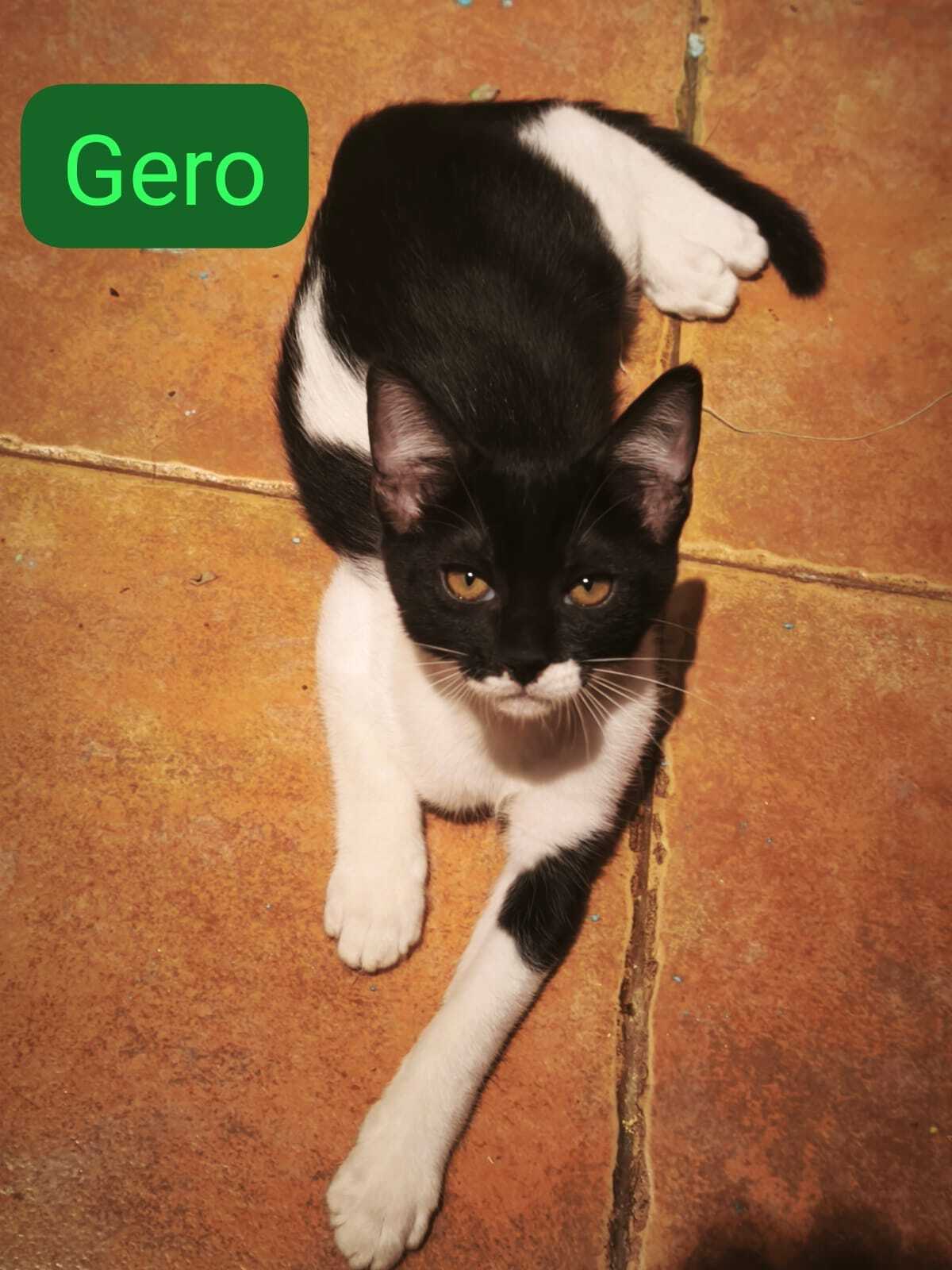 Adoption Gero