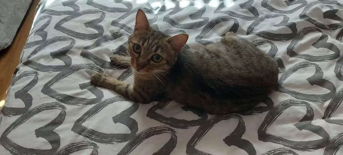 Adoption Zélie 