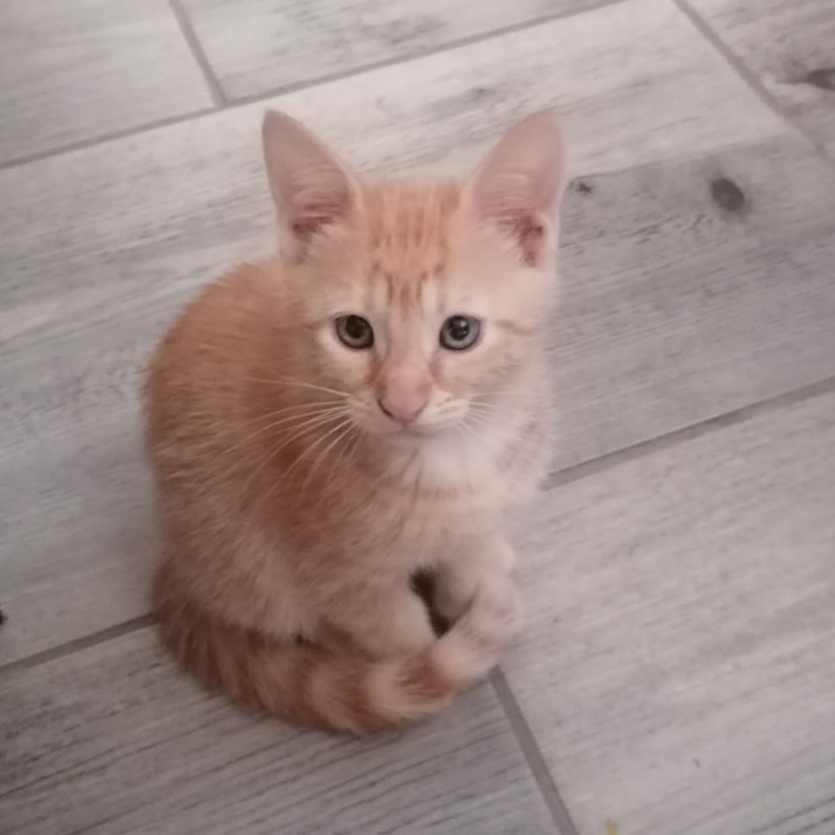 Adoption LEO