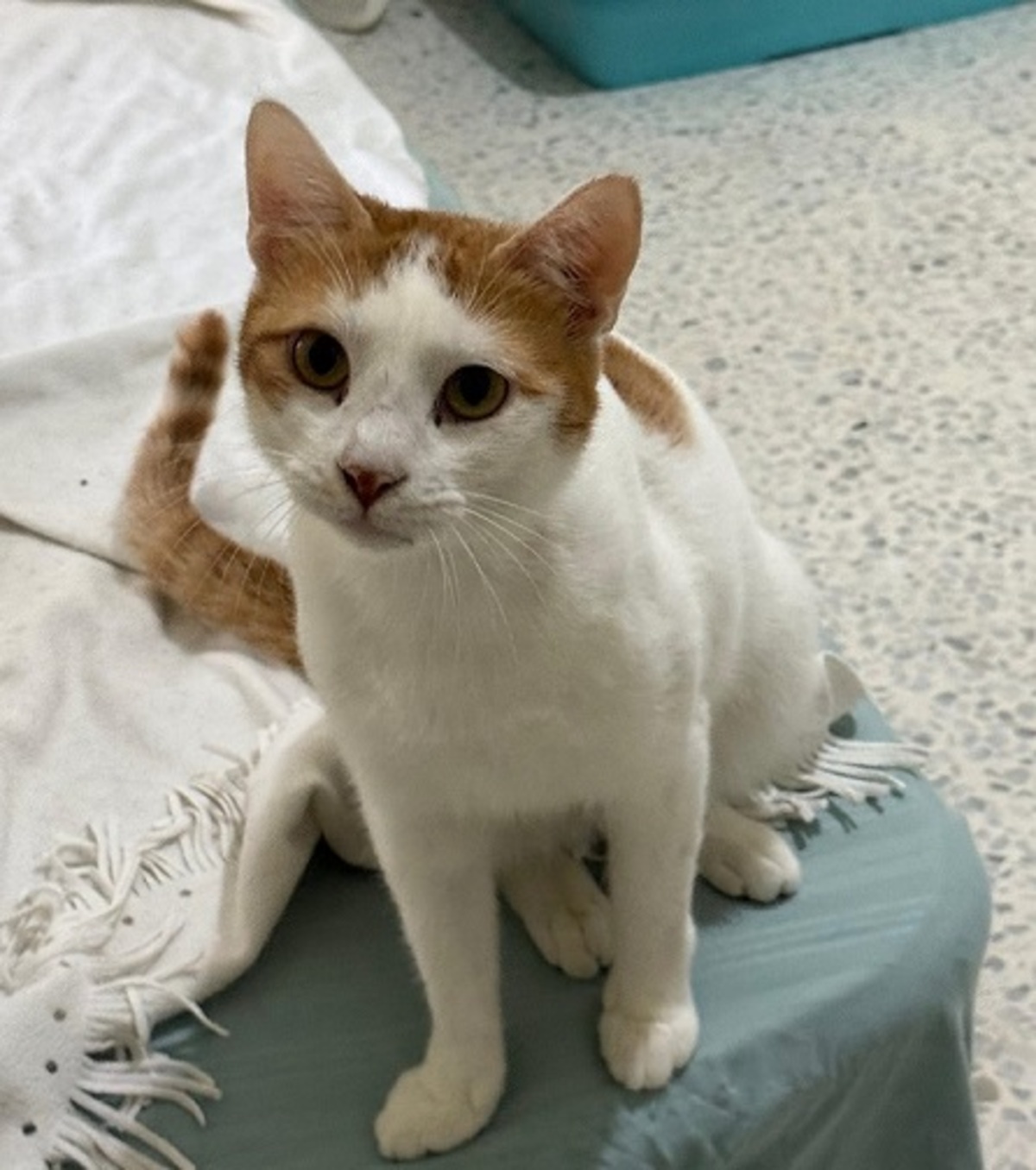Adoption Bambam