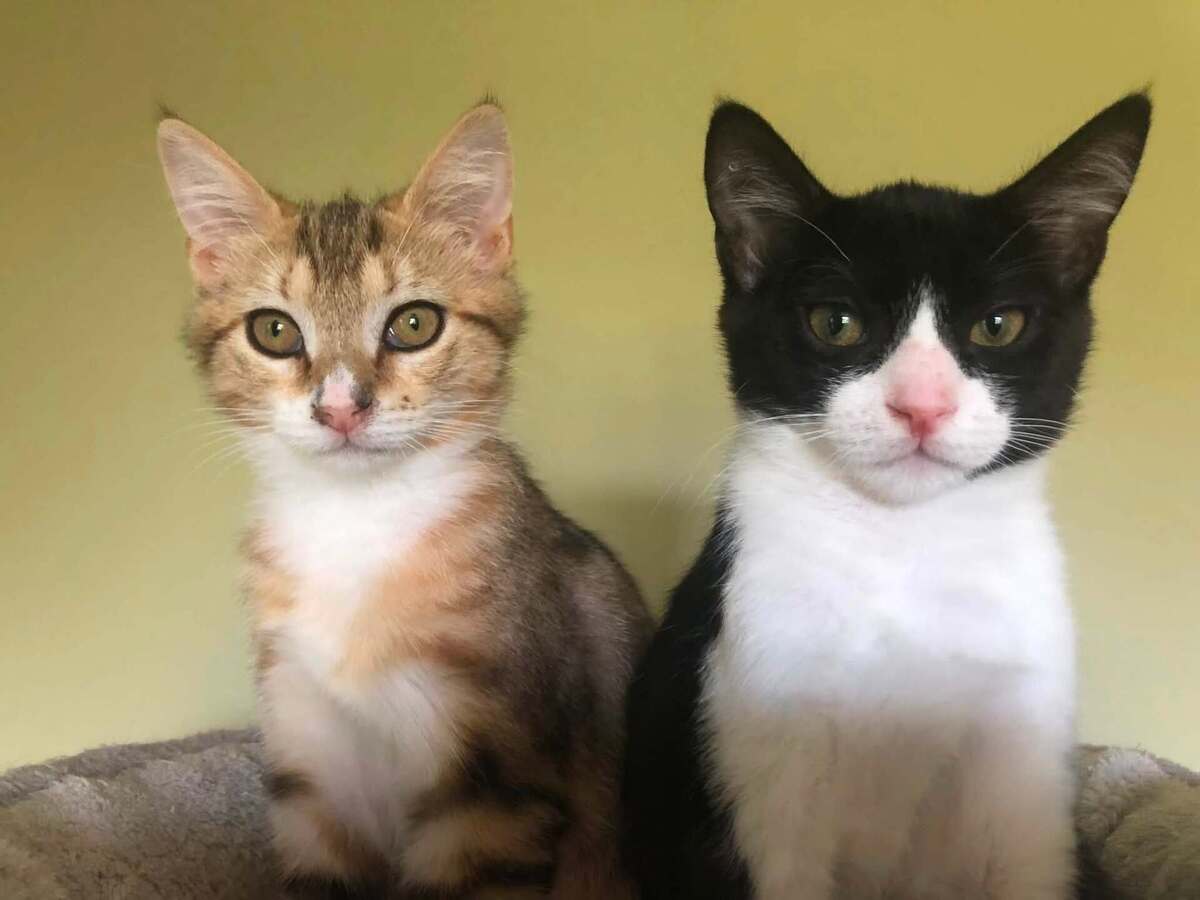 Adoption Rubin