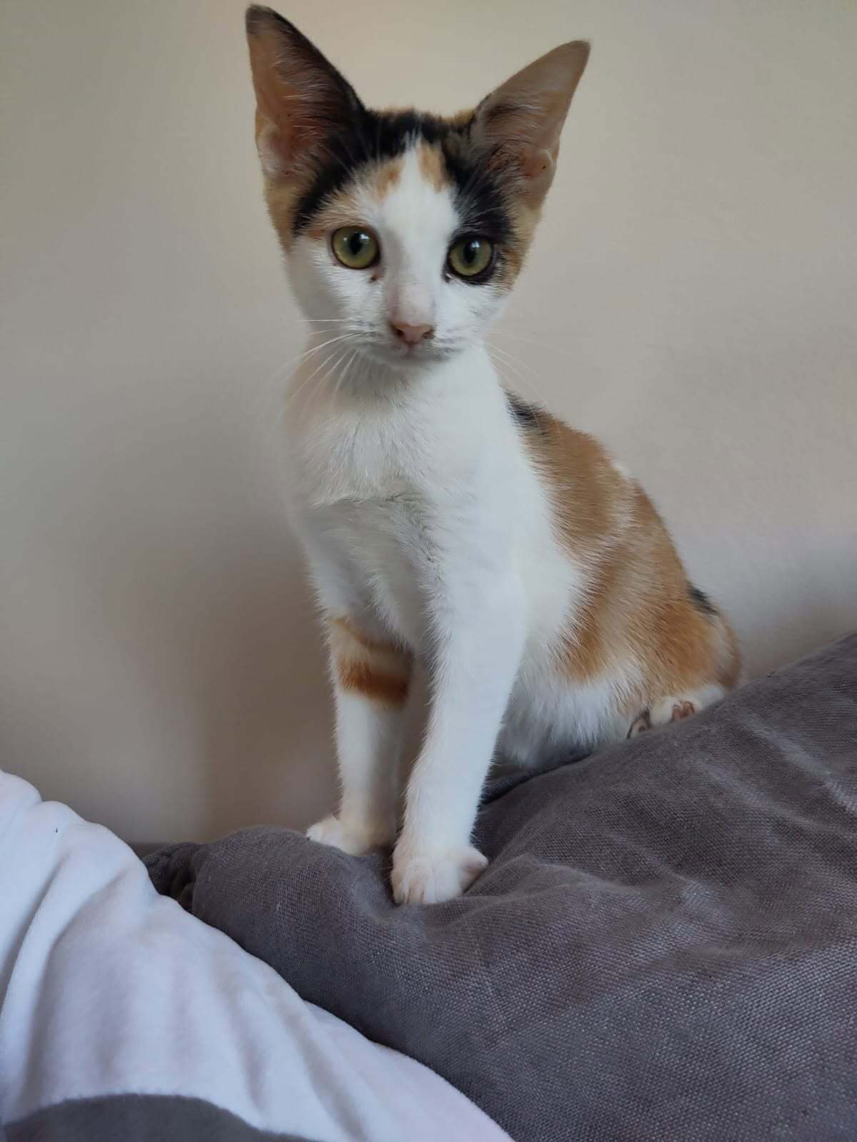 Adoption Battante