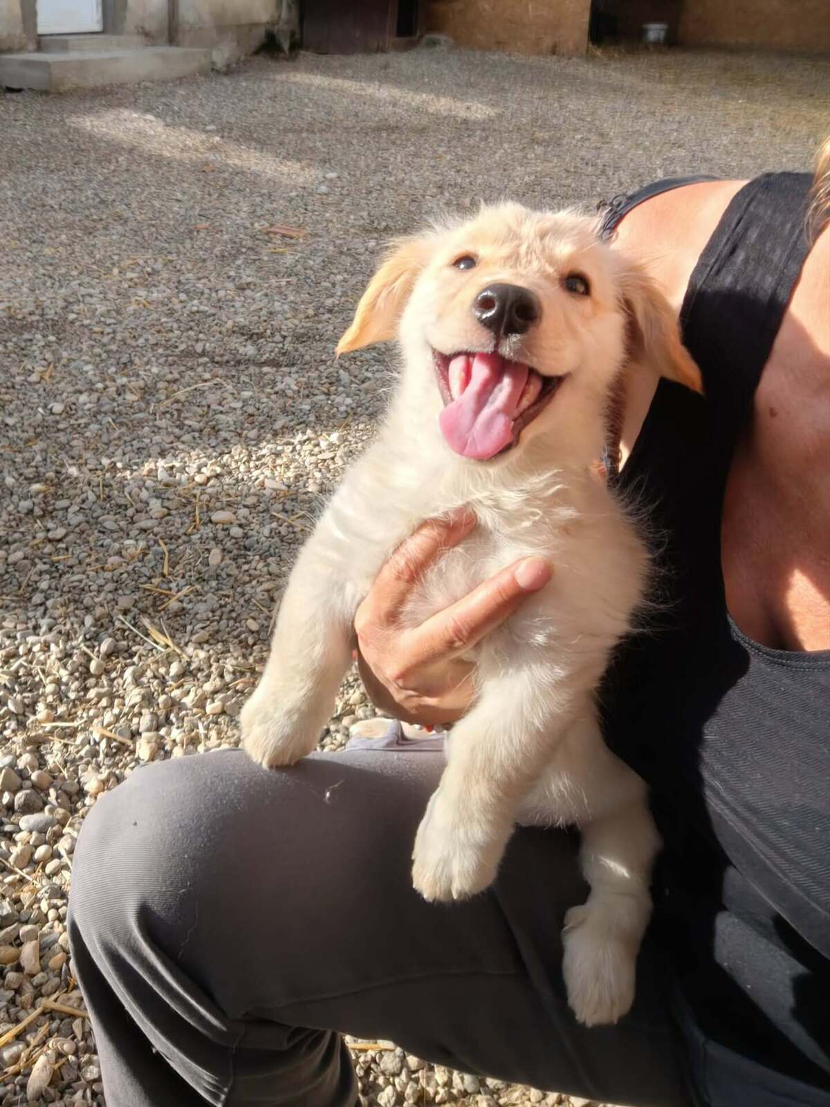 Adoption Sugar