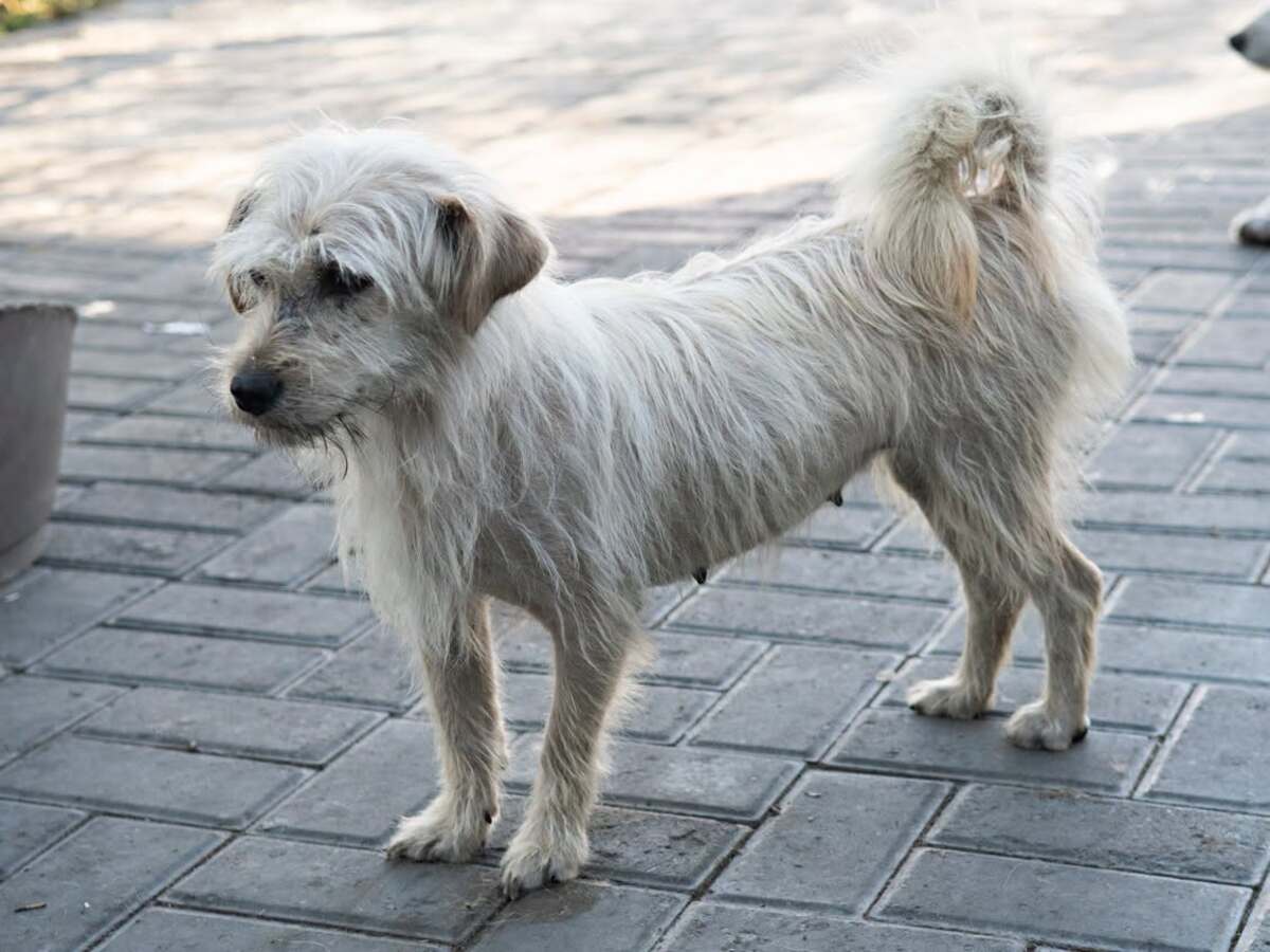 Adoption Florette