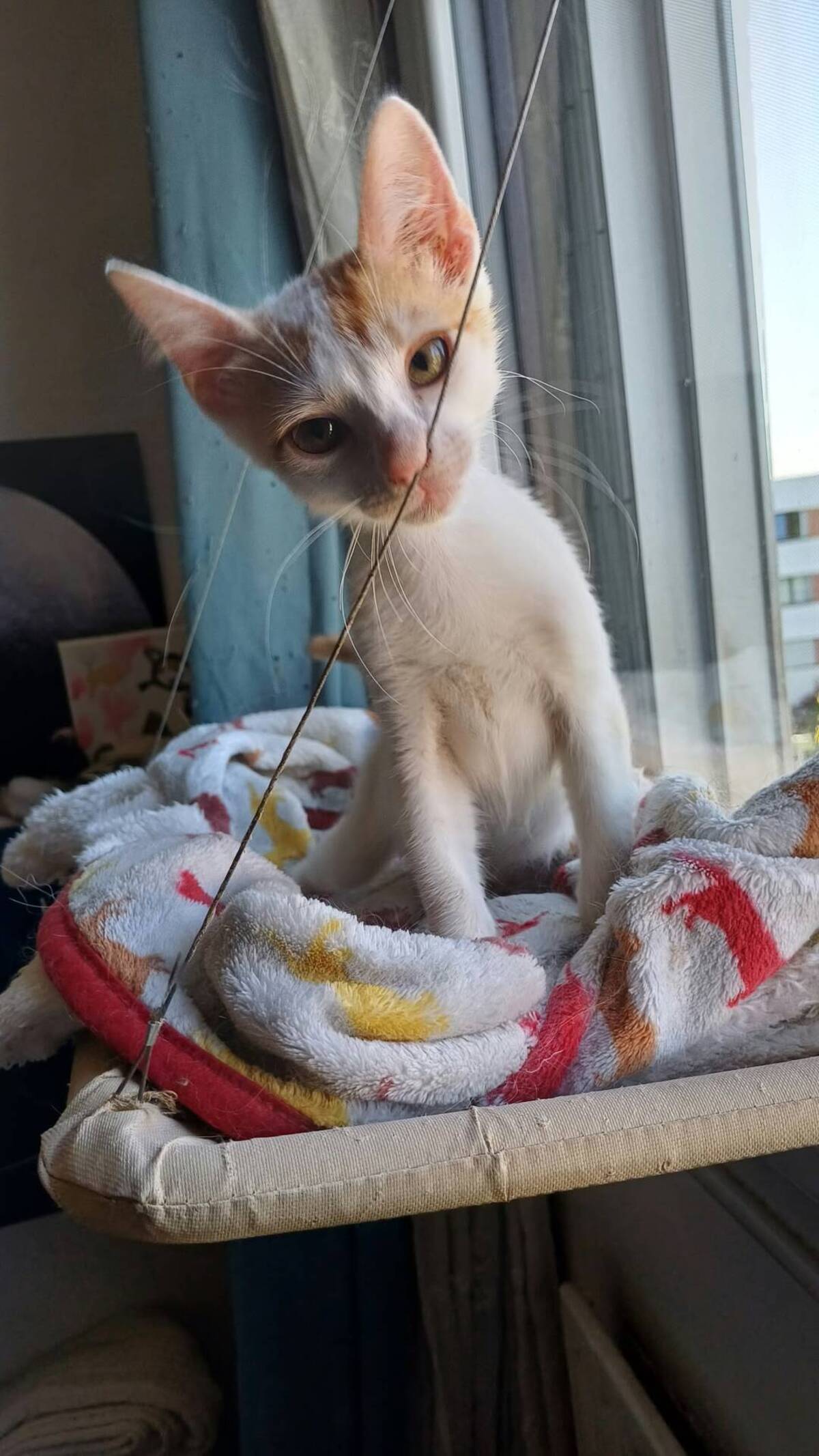 Adoption Flipper 