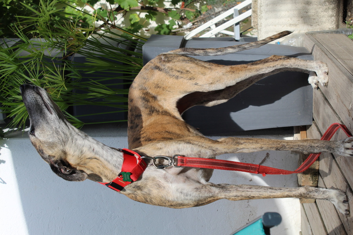 Adoption Chapu