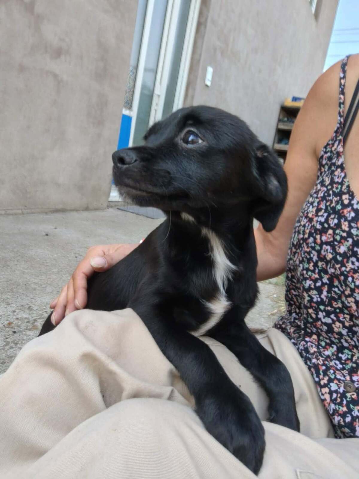 Adoption Brownie